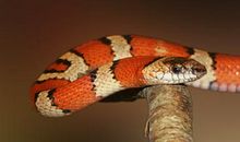 梦见蟒蛇咬我是什么意思