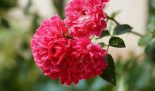 11月生活不再辛苦，事业畅通无阻，腰包鼓鼓，好运连连的生肖