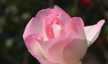 2019年横财大运迎进门，发财挡不住的生肖，日子舒坦生活安逸