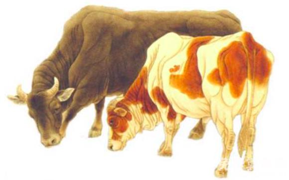 属牛和什么属相配比较好，与牛白头偕老的生肖有哪些 1