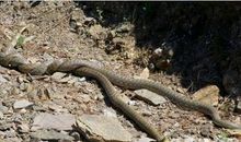 梦见两条蛇缠在一起，好运将来临