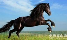 属马和什么属相配比较好，属马和什么属相不合适