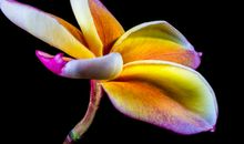 未来一月财神从天而降，带来横财好运，事业上顺顺利利的属相