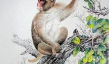 出生时间决定属猴人的性格，0-8点出生攻于心计