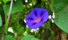 未来三年没有烦心事打扰，财运极佳，大发横财，富贵无忧的属相