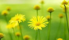 未来一个月好运挡不住，财神不请自来，富贵不愁，财发不停的生肖