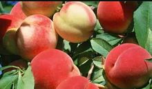 心理测试：渴了一天会摘哪个水果吃？测你天生是什么命？很准