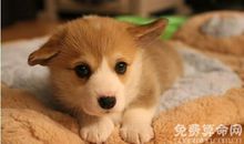 2018年哪些月份出生的狗宝宝最好，12月出生狗宝会非常孝顺