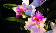 猪年开始，4大生肖走翻身大运，生活风风光光