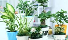 梦见拔了发财树生意亏损杂事多，不可大投资