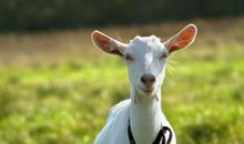 2021年生肖属羊人刑冲太岁运程吉凶分析