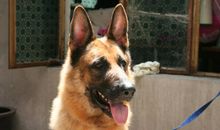 梦见狼狗会遇到不友好人追求，男性梦者会遇强劲对手