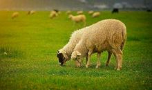 分析生肖羊女孩丑时出生的命运好不好？(图文)