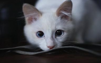 梦见白猫预示会成功成富豪，运势为先苦后甜