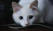 梦见白猫预示会成功成富豪，运势为先苦后甜