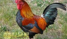 属猴和属鸡的配吗