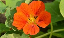 春节前，缺啥来啥三大生肖，喜事不断，财富不浅，年年有余！