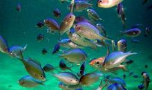 梦见鱼是什么意思，象征财富和顺利