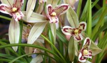 娶回家就是福，三大生肖女吃苦耐劳，钱财横生，50岁后大富大贵！