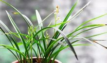 10号、11号、12号“狗屎运”缠身！3生肖苦尽甘来，彩票中大奖，全家喜洋洋