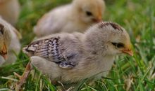 属鸡人出生年的命运 93属鸡中晚年会发达