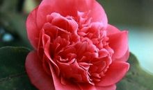 不离婚，难逃富贵命，有福享，三大生肖女，老公天天宠着你！