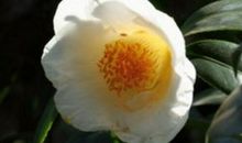 谁家子女聪明能干，排名前三生肖猪年添喜添财，出息一代人！