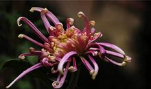 12月一路发财的3生肖，工作棒，生意旺，财源滚滚进家门！