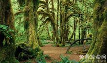 梦见在原始森林并不是好事，近期在生活会消费很多钱财