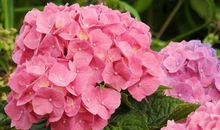 不懂女人心的三大生肖男，经常把老婆气上天，吵架冷战不间断