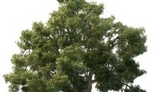 魄力十足，一点不比男人胆小的生肖女