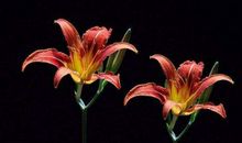 明天之后好事不断，事业火旺，要赚大钱的生肖，惊喜一个接一个