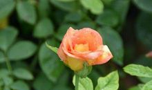 下周开始大走狗屎运，生活彻底苦到头，再也不差钱的3生肖