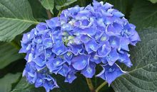 十分无能的三生肖男，从不给老婆买礼物，家妻多好都不知足