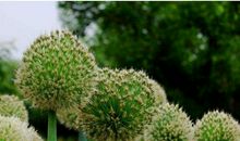 11月2号起财发不停，钱数不清，家财挣百万，富贵到家的生肖