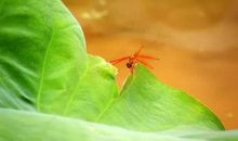 算命的说：11月11号起，中头奖、发“洋财”，3生肖喜事成双、钱程似锦