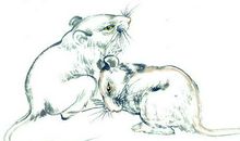 五大年份属鼠2020年运势及每月运程