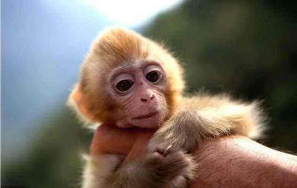属猴子时出生是什么命？关于生肖猴人你了解多少？(图文)