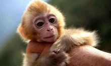 属猴子时出生是什么命？关于生肖猴人你了解多少？(图文)