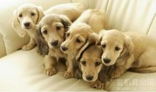 孕妇梦见狗是什么意思，要注意身体保证胎儿平安