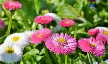 1975年的生肖何时好运(图文)