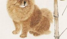 娶这三个生肖的老婆，男人最好命，好运连连，幸福长存