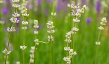 11月之后再没苦日子的生肖，钱财越积越多，走上人生巅峰