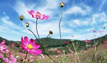 近期运势一飞冲天，贵人鼎力相助，财神庇佑，存款高涨的3大生肖