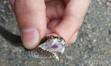 梦见蛇是什么意思，暗示缺少性生活(夫妻生活不和谐)