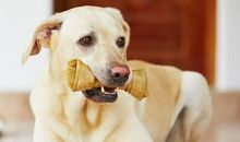 做梦梦见狗是吉兆，恋爱中的人不久后会结婚