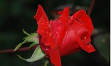 霉运不再有！10月下旬好运飞起，财禄入命，日子幸福无忧的生肖