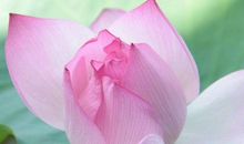 11月财富积累超快，化贫穷为富贵的生肖，成就大事业，日子舒心