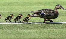 分手后可以轻易放下，会跟前男友成为好朋友的生肖女