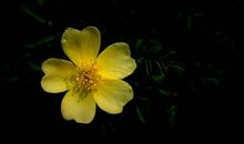 中年后财神临门，正财旺盛，还带来偏财运，喜事多多的四属相